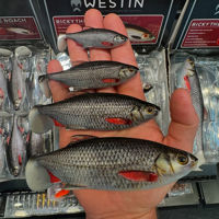 Westin Ricky The Roach Shadtail Single Lures